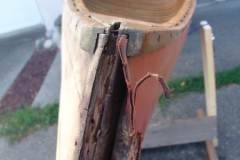 Rotten Stem