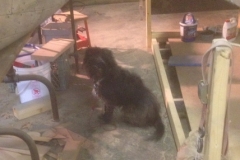 River the Rescue Dog in Canoe Shop
