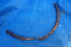 Broken Stem