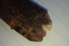 Rotten Stem TIp