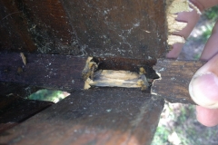 Broken Stem